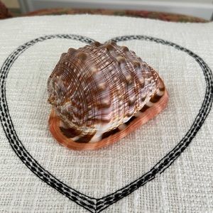 Beautiful orange, brown and white shell